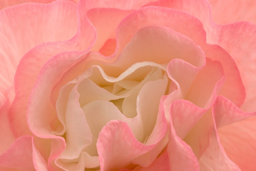 Rosy Begonia I art print by Rita Crane for $57.95 CAD