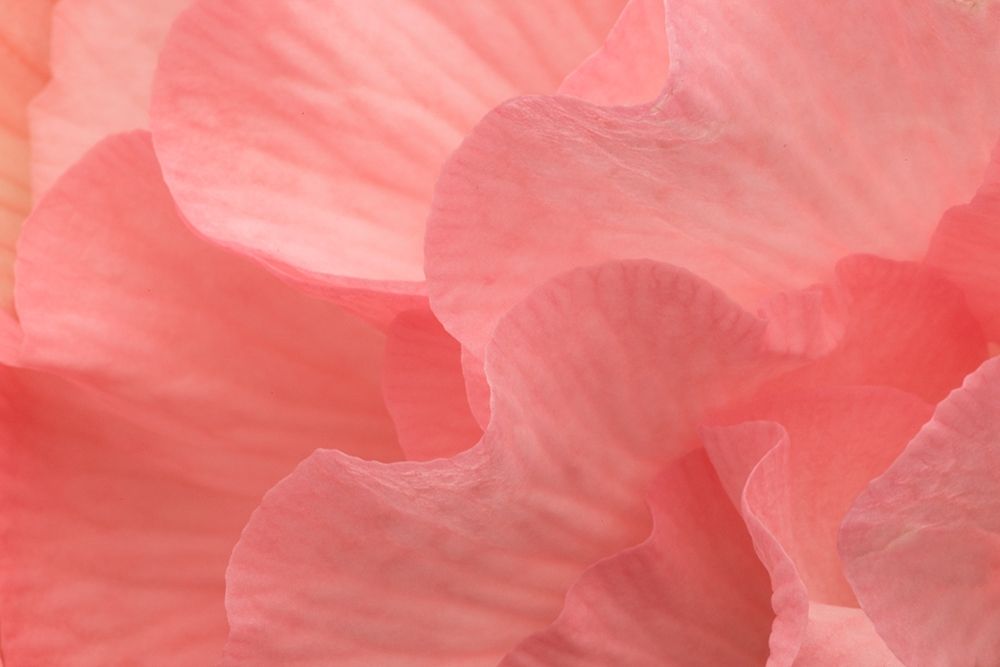 Rosy Begonia II art print by Rita Crane for $57.95 CAD