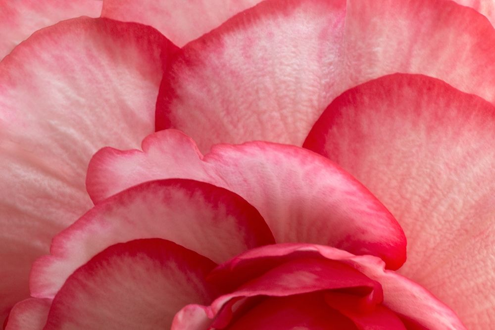 Rosy Red Ruffles I art print by Rita Crane for $57.95 CAD