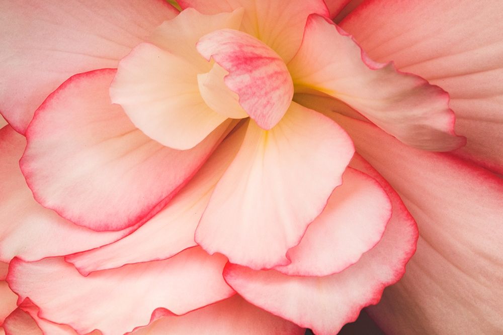 Rosy Red Ruffles II art print by Rita Crane for $57.95 CAD
