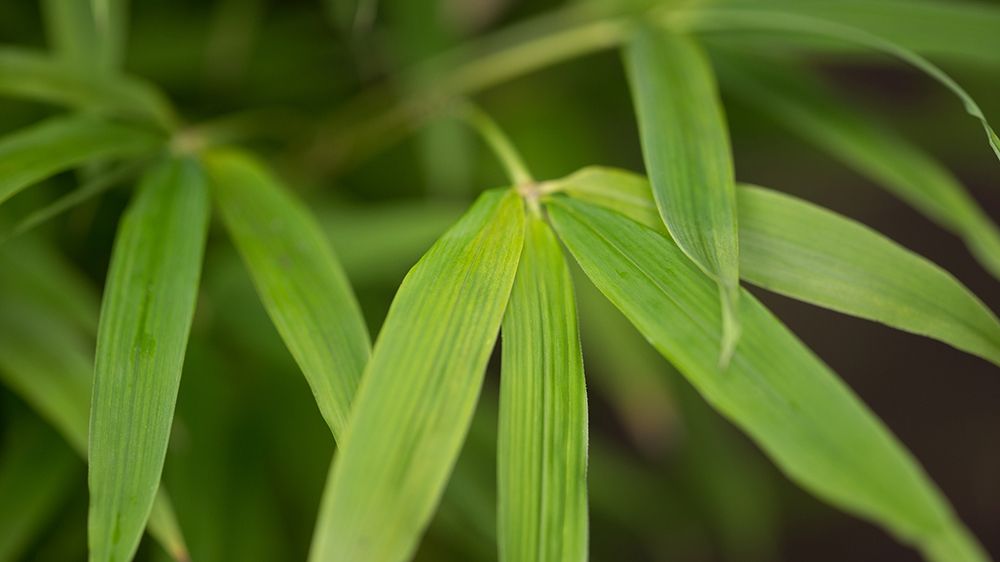 Bamboo Leaves I art print by Rita Crane for $57.95 CAD