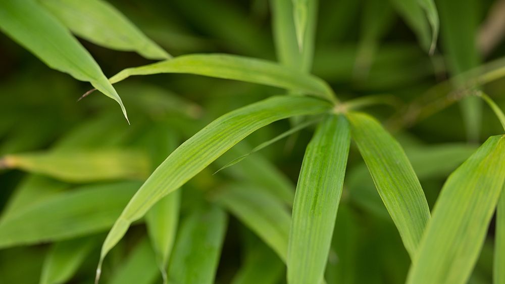 Bamboo Leaves II art print by Rita Crane for $57.95 CAD