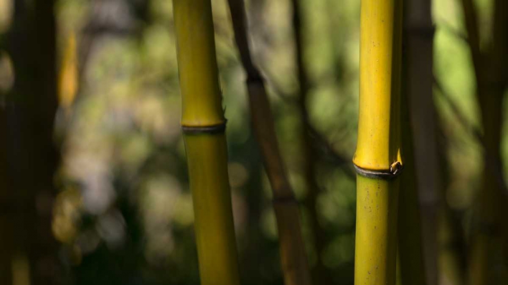 Bamboo Afternoon IV art print by Rita Crane for $57.95 CAD