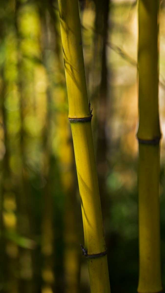 Bamboo Afternoon VII art print by Rita Crane for $57.95 CAD