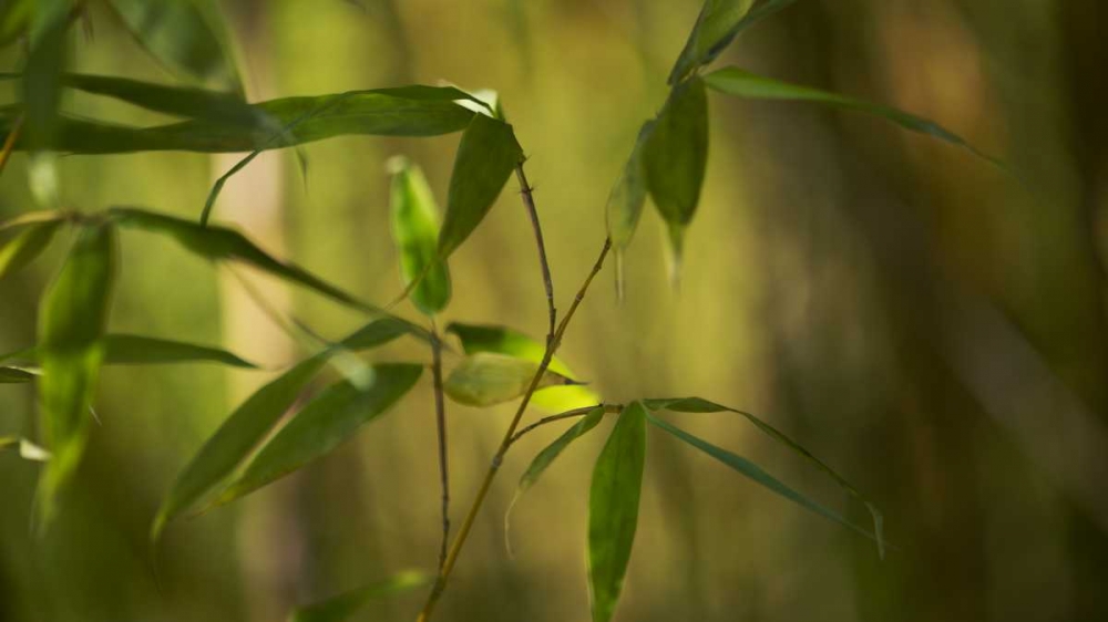 Bamboo Afternoon XI art print by Rita Crane for $57.95 CAD