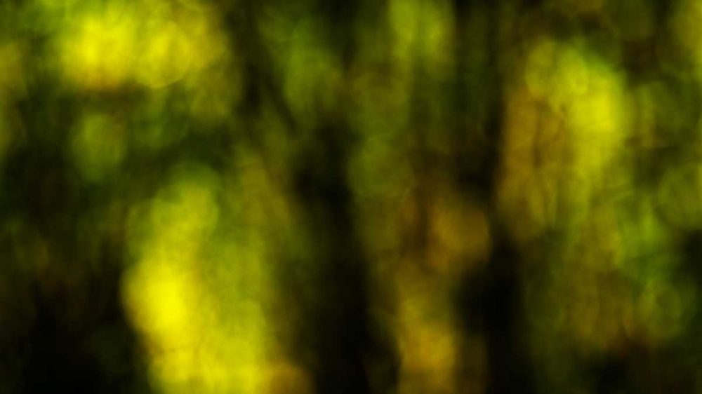 Dream Forest I art print by Rita Crane for $57.95 CAD