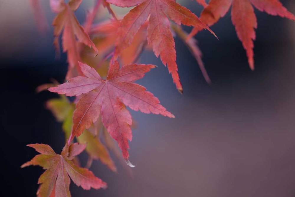 Japanese Maple I art print by Rita Crane for $57.95 CAD