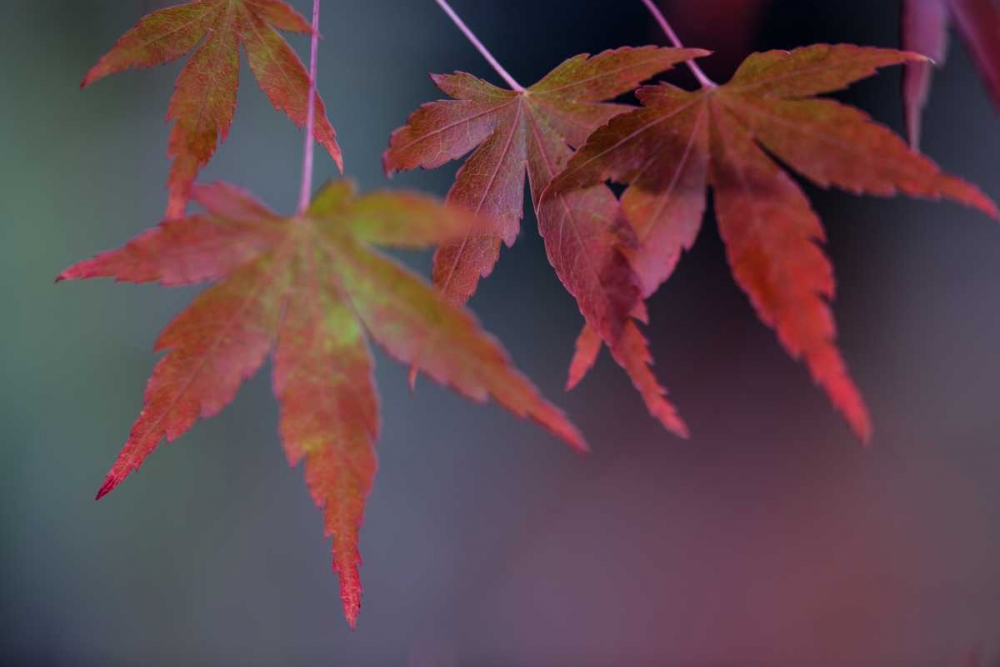 Japanese Maple II art print by Rita Crane for $57.95 CAD