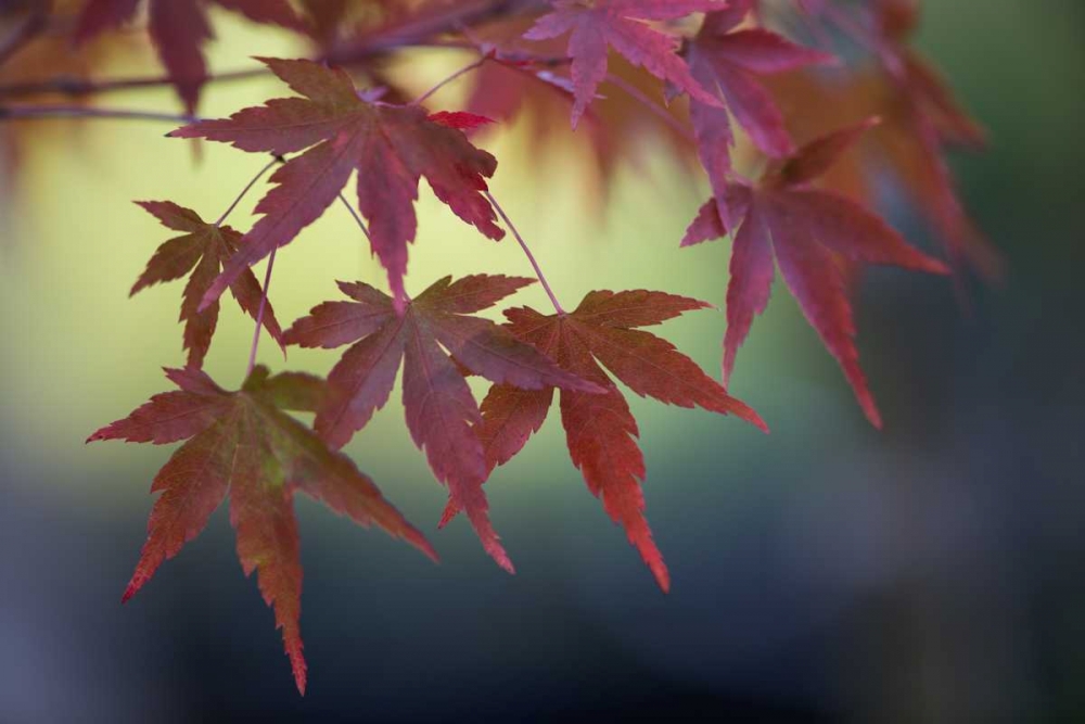 Japanese Maple III art print by Rita Crane for $57.95 CAD