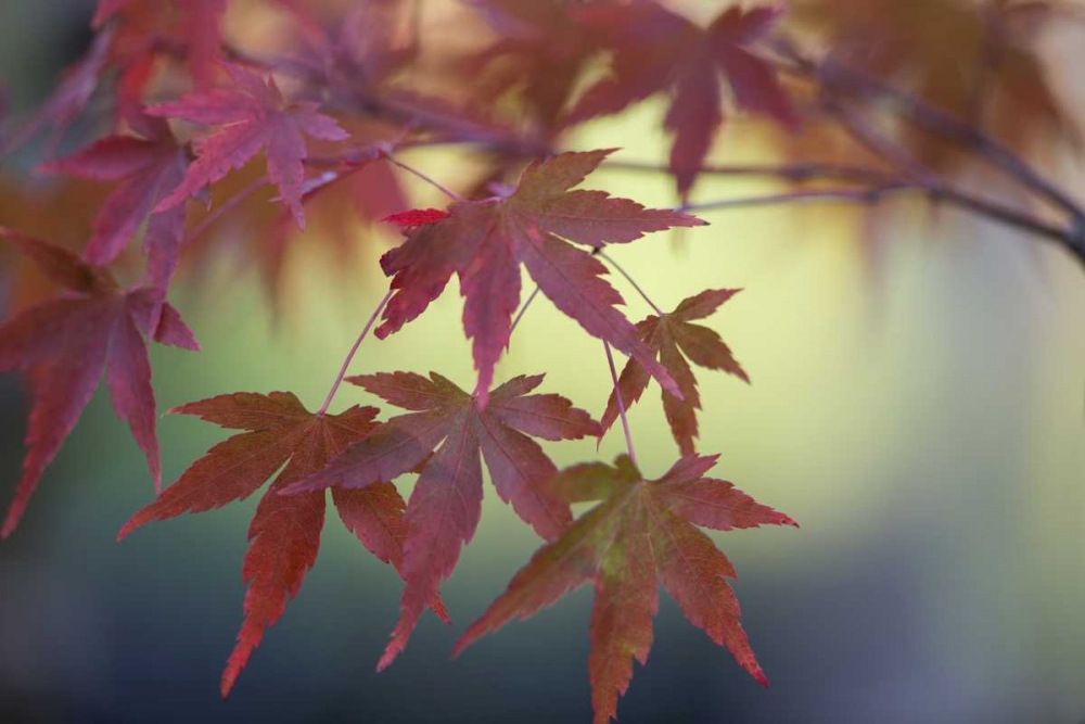 Japanese Maple IV art print by Rita Crane for $57.95 CAD