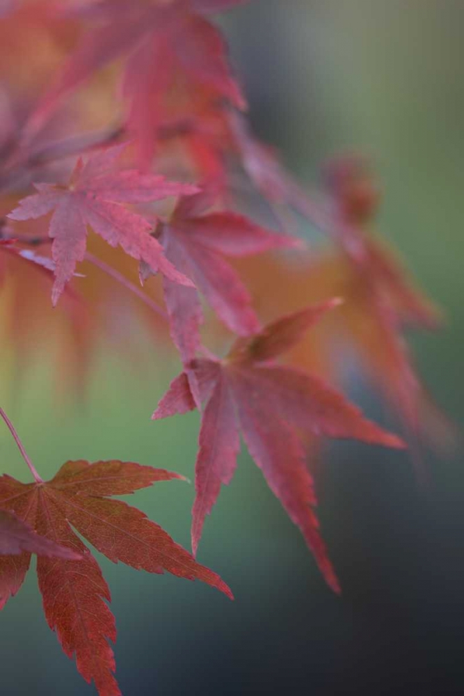 Japanese Maple V art print by Rita Crane for $57.95 CAD