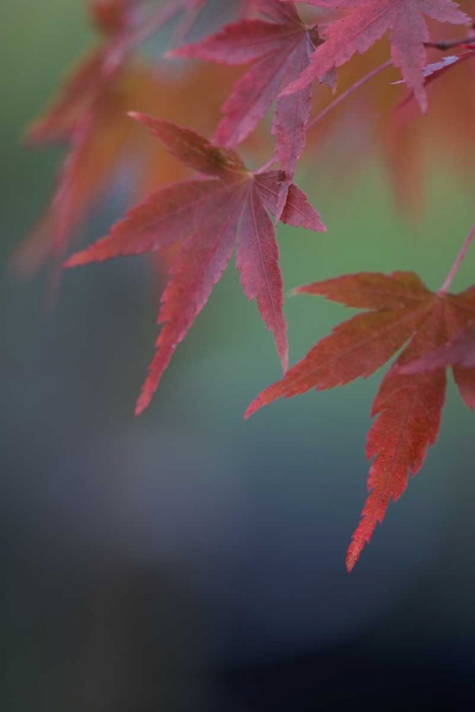 Japanese Maple VI art print by Rita Crane for $57.95 CAD