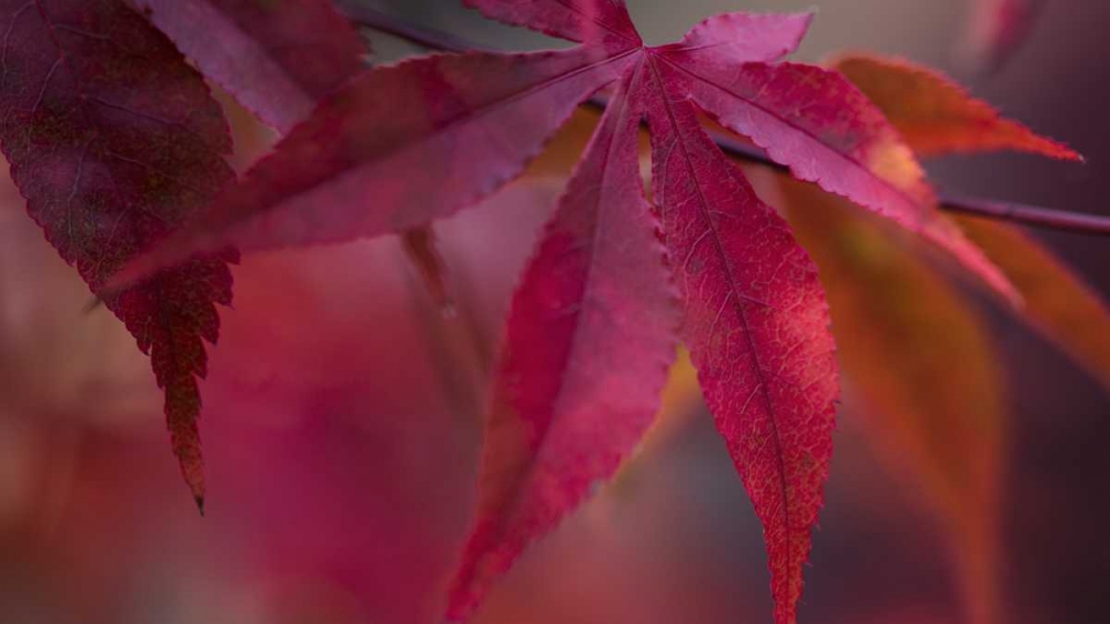 Joyful Maple I art print by Rita Crane for $57.95 CAD