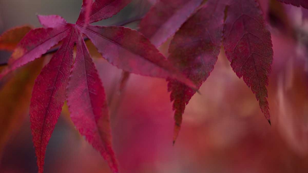 Joyful Maple II art print by Rita Crane for $57.95 CAD