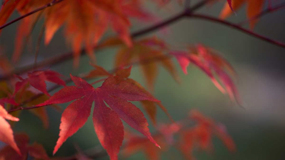 Sunlight Maple I art print by Rita Crane for $57.95 CAD