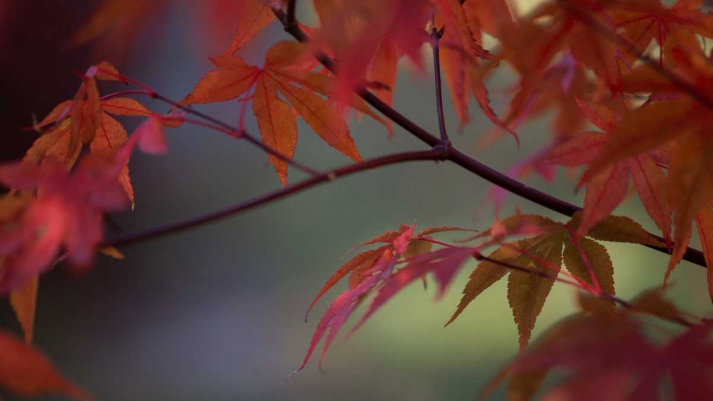 Sunlight Maple II art print by Rita Crane for $57.95 CAD