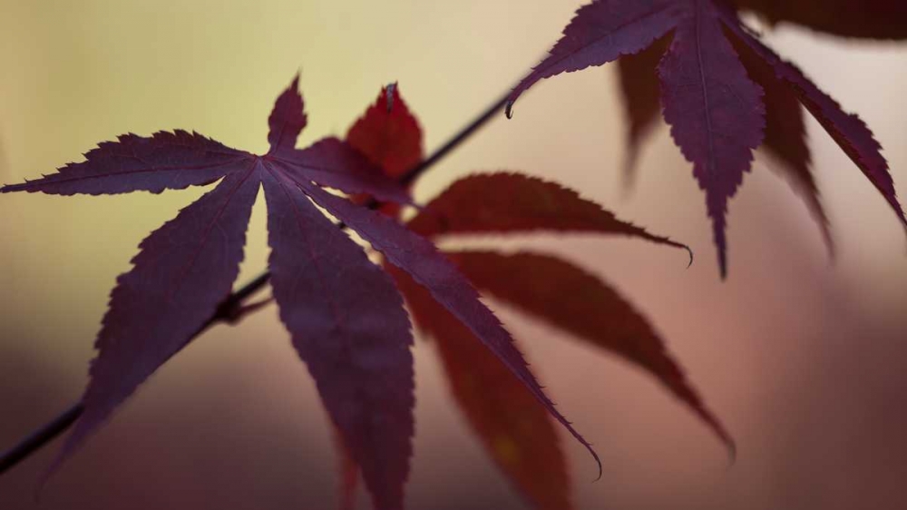 Burgundy Maple I art print by Rita Crane for $57.95 CAD