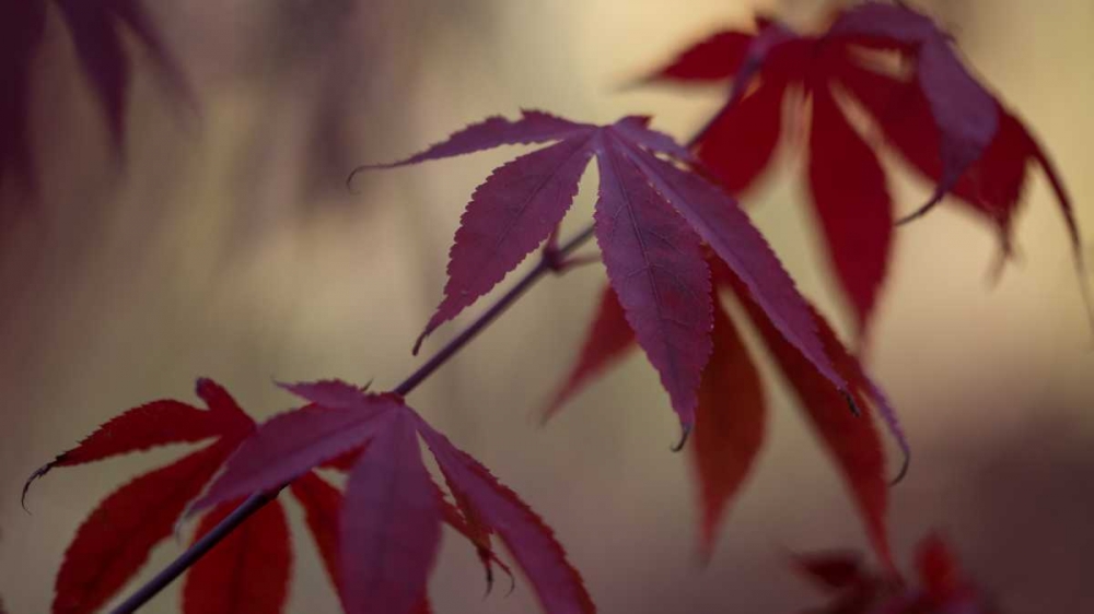 Burgundy Maple II art print by Rita Crane for $57.95 CAD