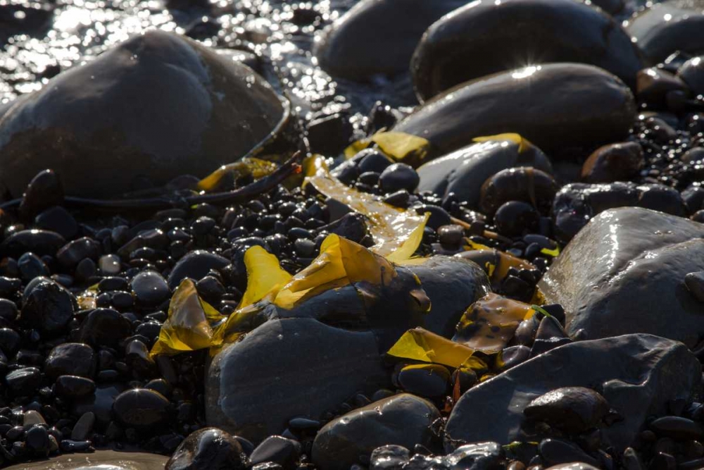 Rocky Shore I art print by Rita Crane for $57.95 CAD