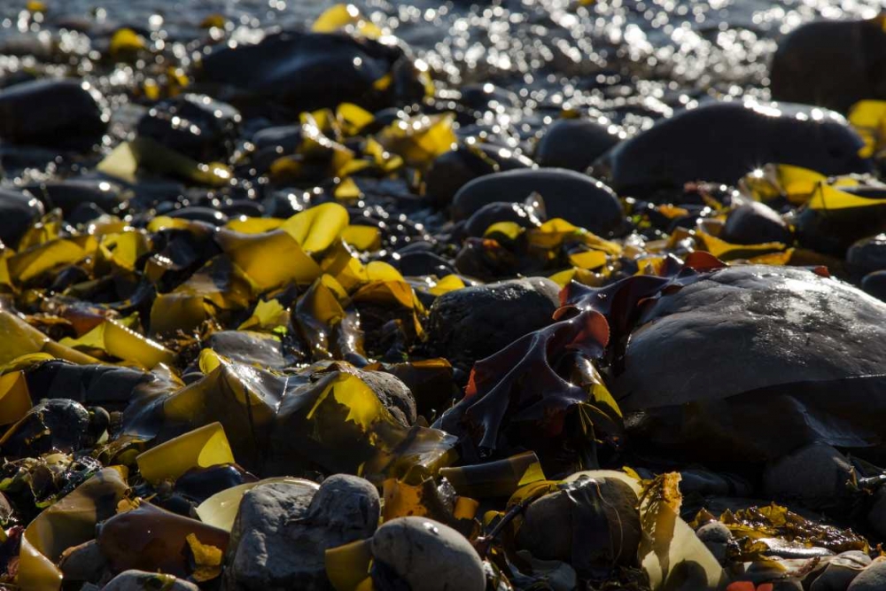 Rocky Shore II art print by Rita Crane for $57.95 CAD