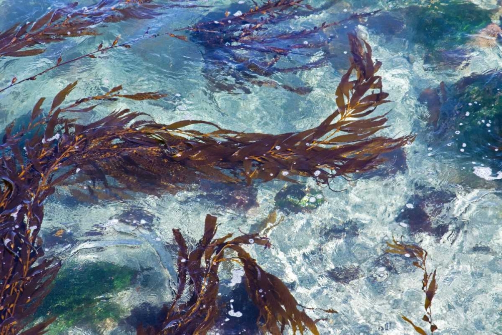 Mermaid Tresses II art print by Rita Crane for $57.95 CAD