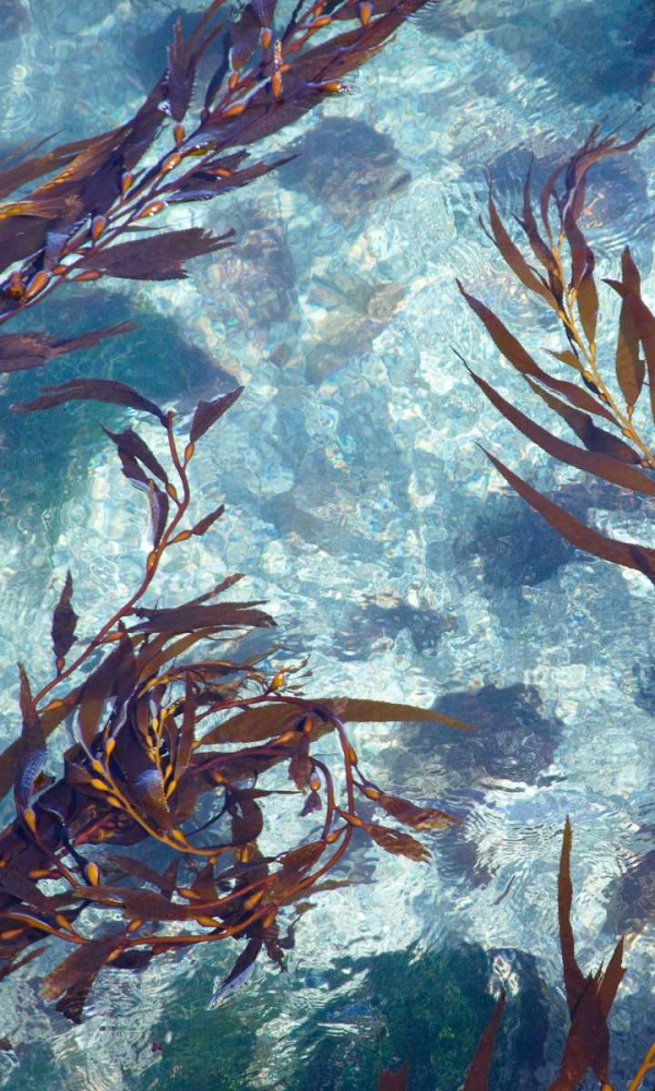 Mermaid Tresses IV art print by Rita Crane for $57.95 CAD