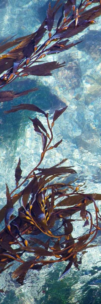 Mermaid Tresses VI art print by Rita Crane for $57.95 CAD