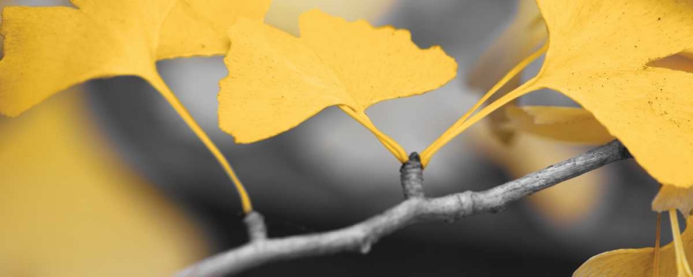 Yellow Gingko I art print by Rita Crane for $57.95 CAD
