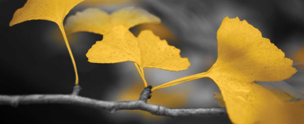 Yellow Gingko II art print by Rita Crane for $57.95 CAD