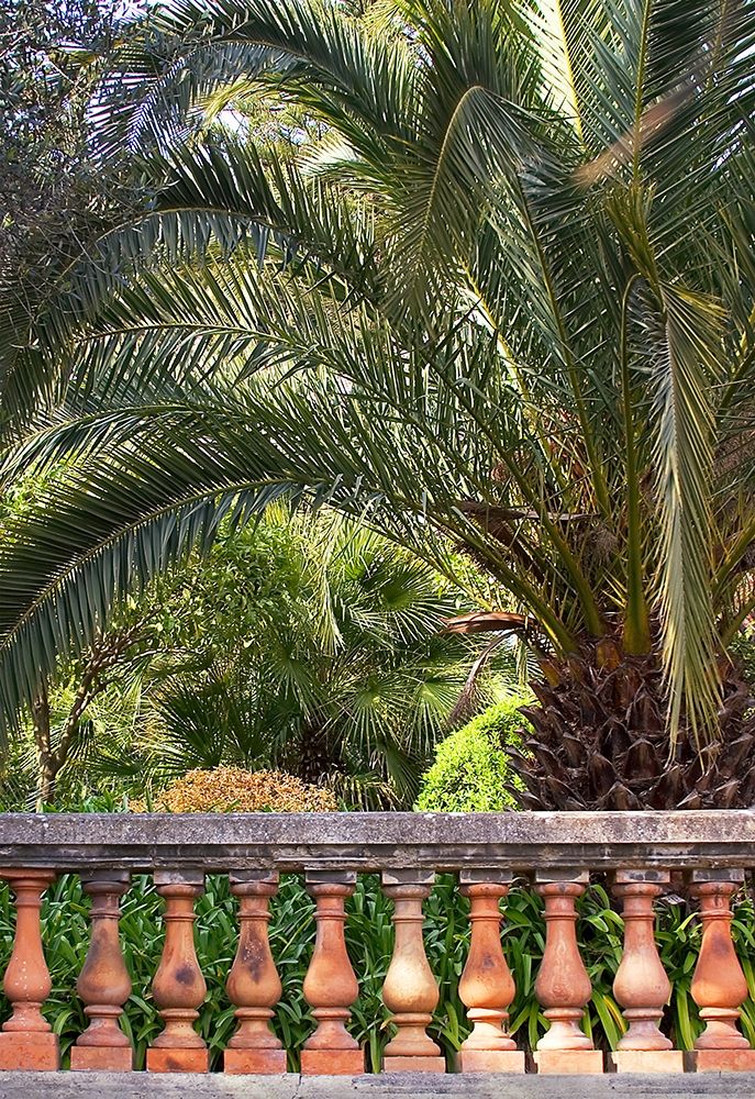 Riviera Garden Palm I art print by Rita Crane for $57.95 CAD
