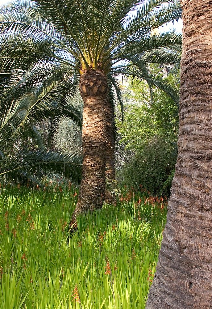 Riviera Garden Palm II art print by Rita Crane for $57.95 CAD