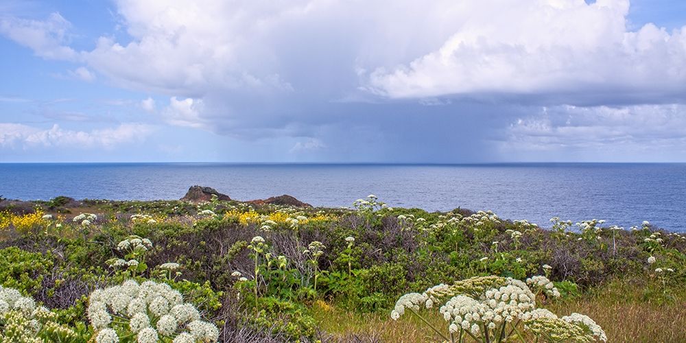 Coastal Wildflowers I art print by Rita Crane for $57.95 CAD