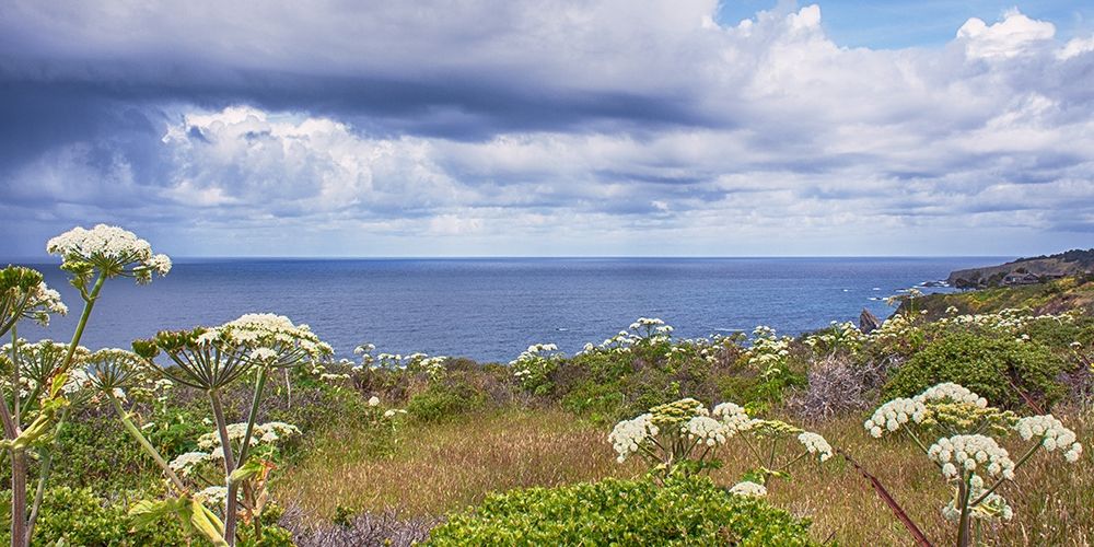 Coastal Wildflowers II art print by Rita Crane for $57.95 CAD
