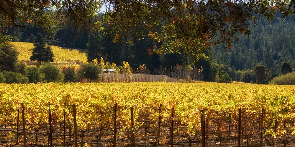 Golden Vineyard I art print by Rita Crane for $57.95 CAD