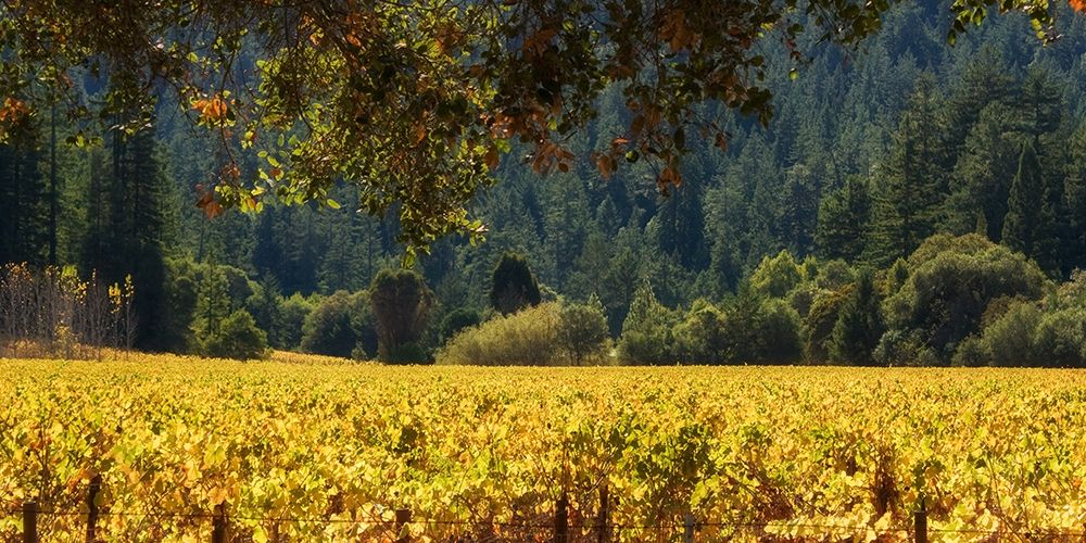 Golden Vineyard II art print by Rita Crane for $57.95 CAD