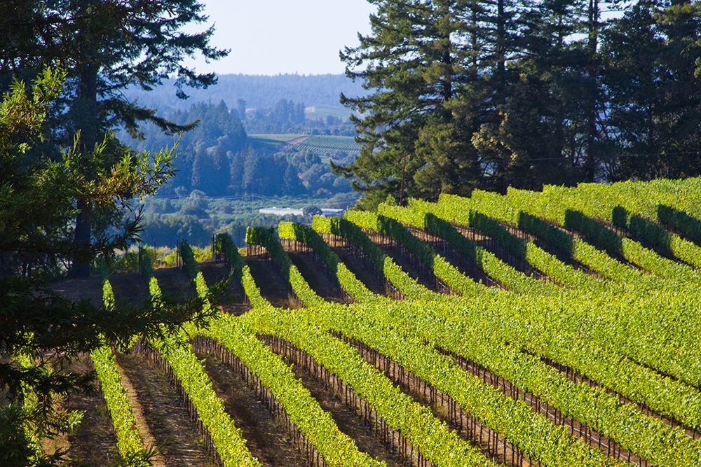 Sunlit Vineyard I art print by Rita Crane for $57.95 CAD