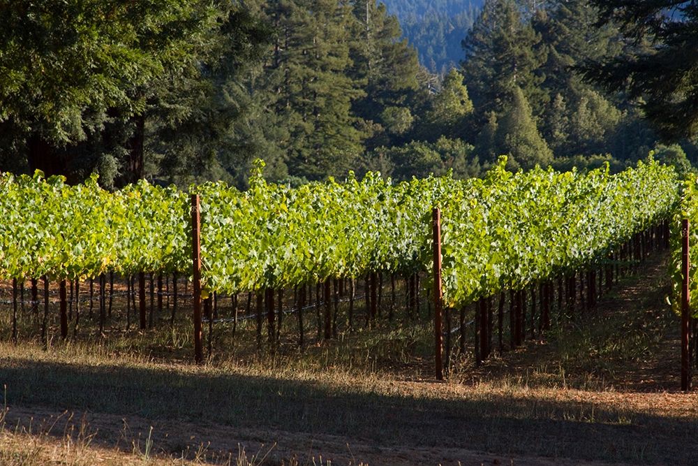 Sunlit Vineyard II art print by Rita Crane for $57.95 CAD
