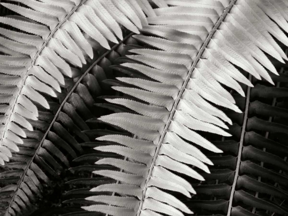 Fern I art print by Jim Christensen for $57.95 CAD