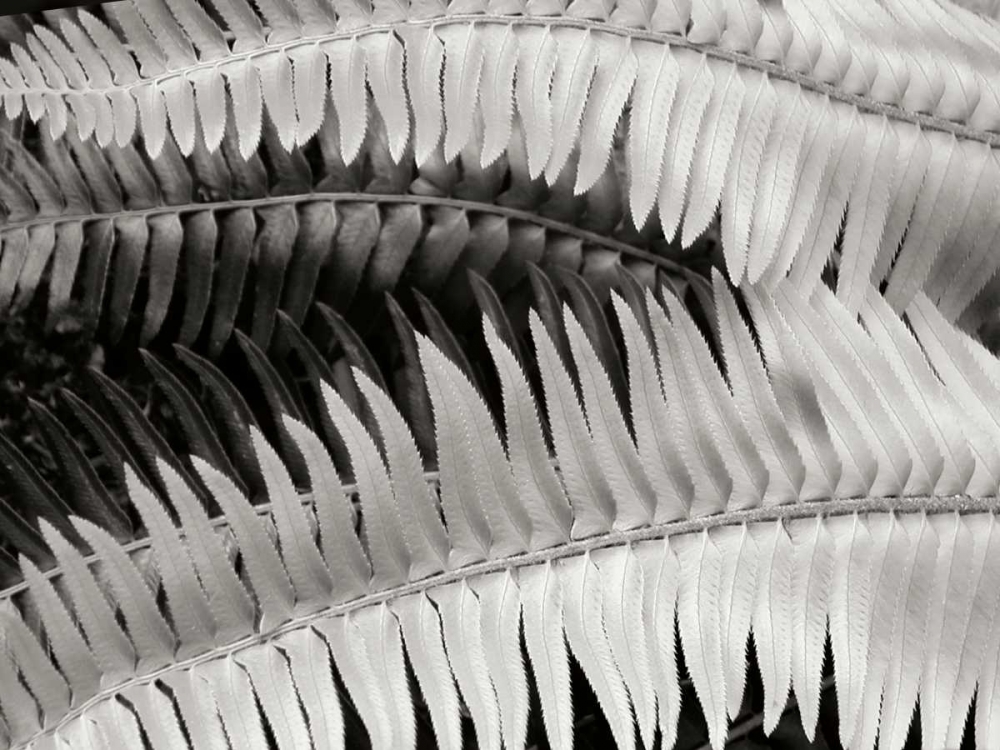 Fern II art print by Jim Christensen for $57.95 CAD