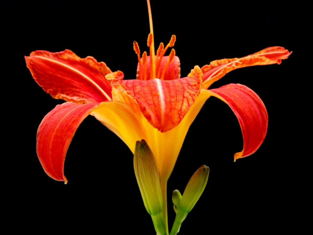 Day Lily II art print by Jim Christensen for $57.95 CAD