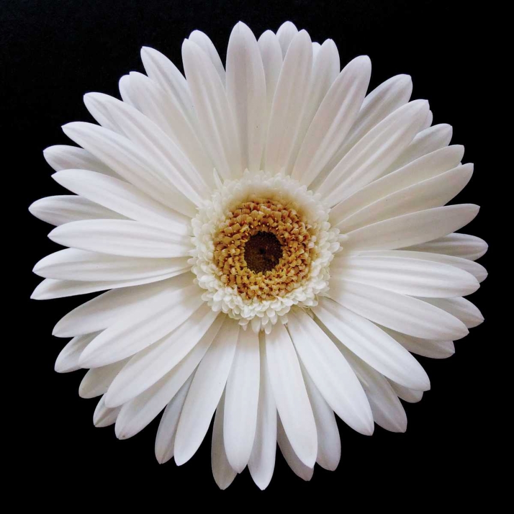 White Gerber Daisy art print by Jim Christensen for $57.95 CAD