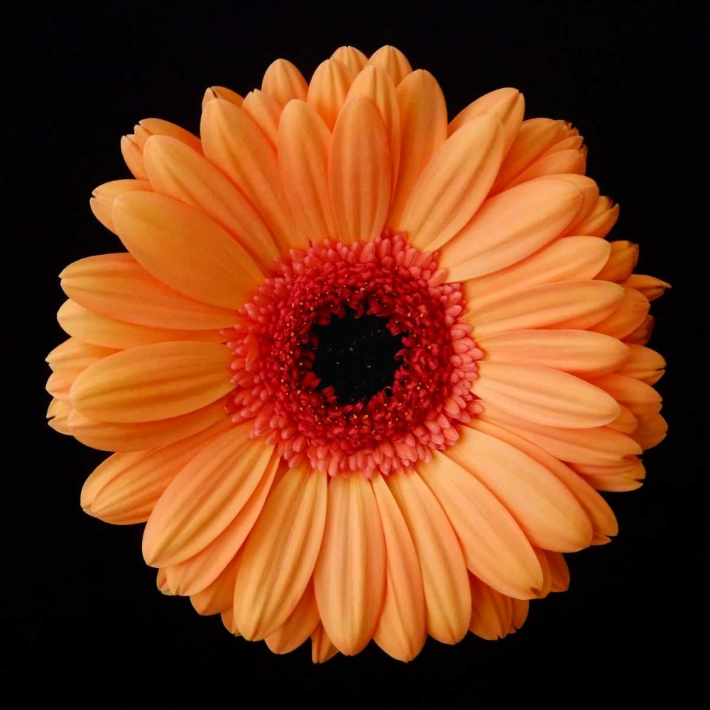 Orange Gerber Daisy art print by Jim Christensen for $57.95 CAD