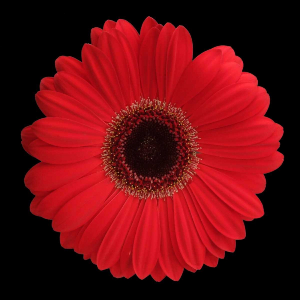 Red Gerbera Daisy art print by Jim Christensen for $57.95 CAD