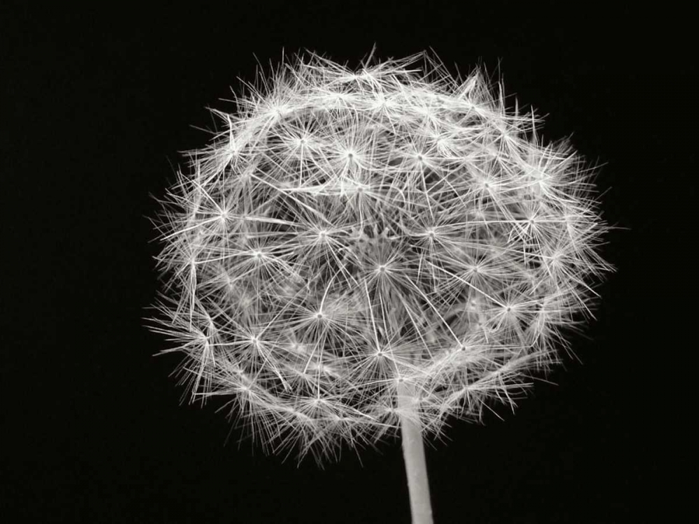 Dandelion 1 art print by Jim Christensen for $57.95 CAD