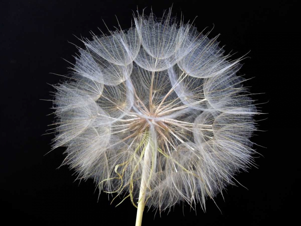 Goats Beard 1 art print by Jim Christensen for $57.95 CAD
