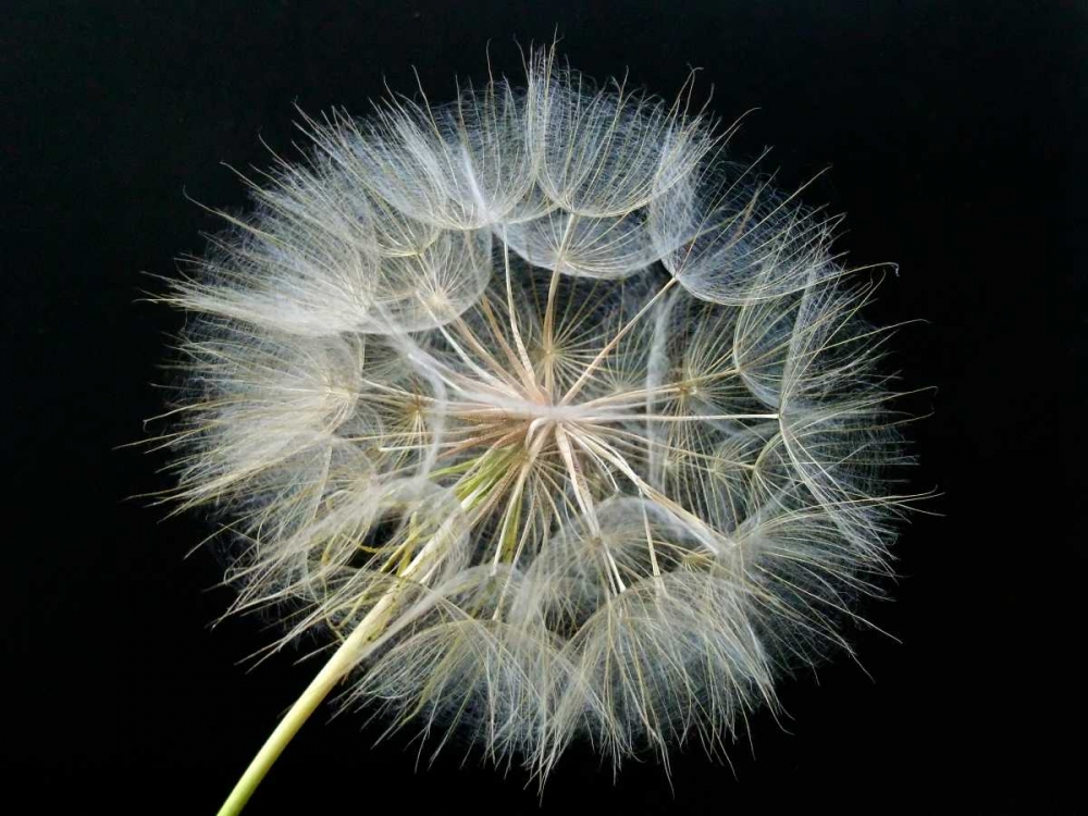 Goats Beard 2 art print by Jim Christensen for $57.95 CAD