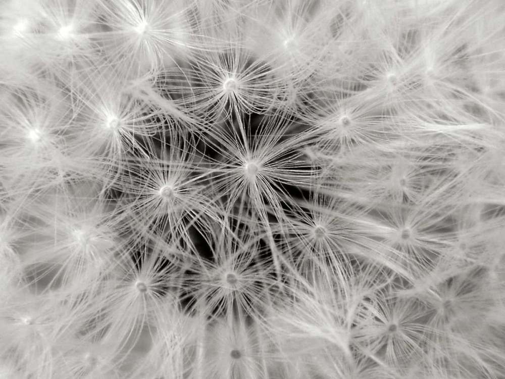 Dandelion 2 art print by Jim Christensen for $57.95 CAD