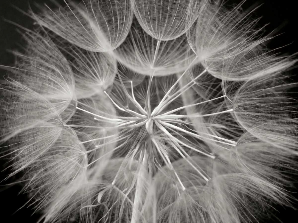 Goats Beard 3 art print by Jim Christensen for $57.95 CAD