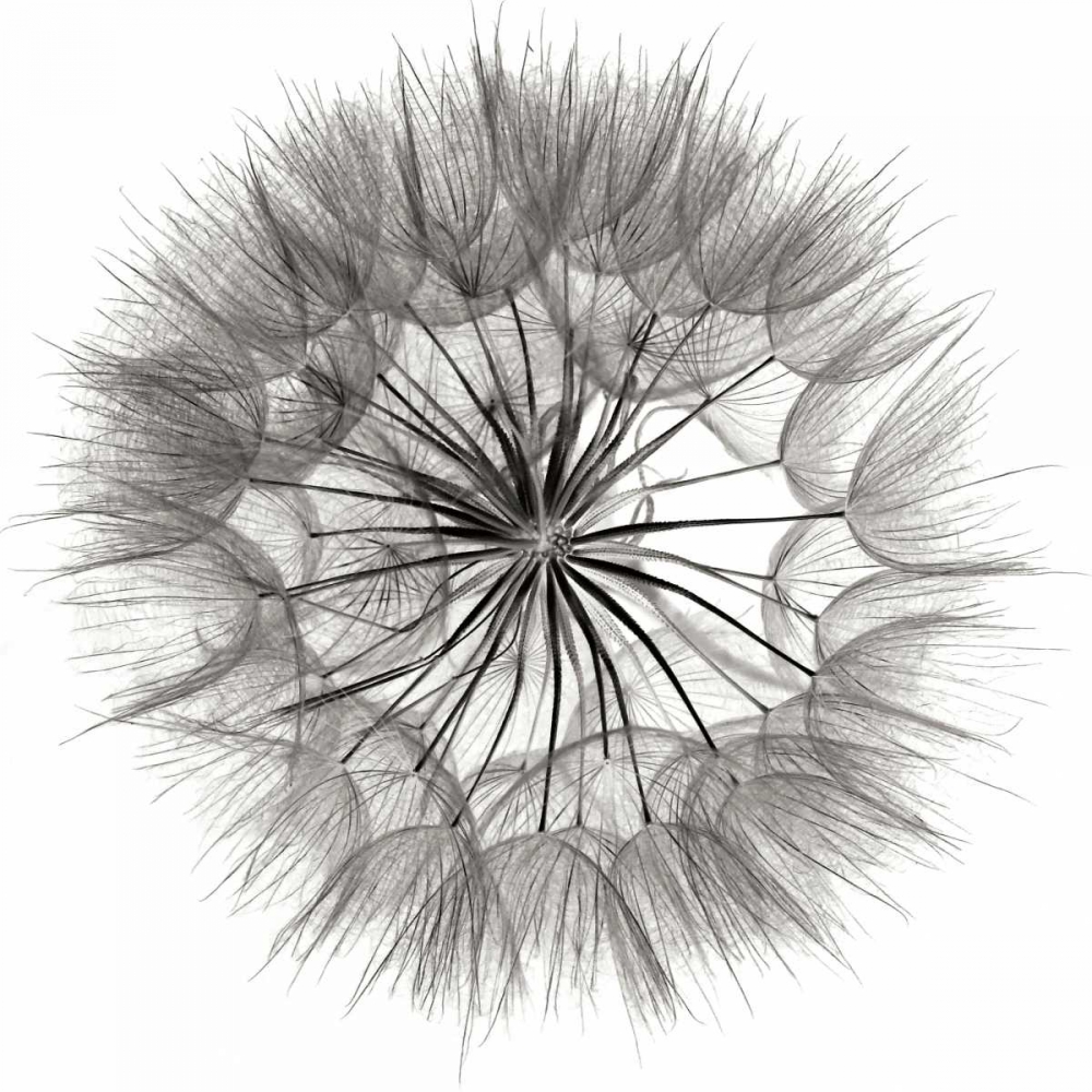 Goats Beard 4 art print by Jim Christensen for $57.95 CAD