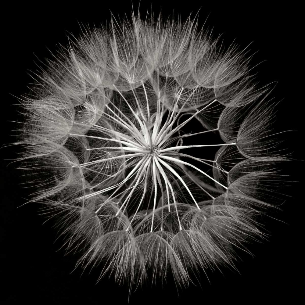Goats Beard 5 art print by Jim Christensen for $57.95 CAD